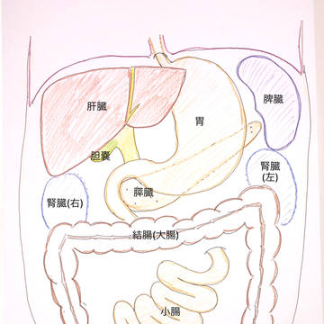 腹腔内臓器(名前入り)