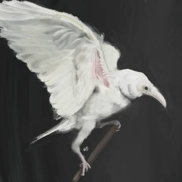 白鴉