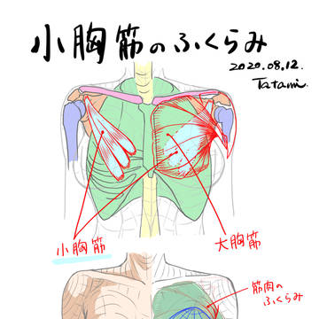 小胸筋のふくらみ (乳房の上部、脇に繋がるライン)