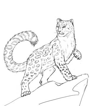 Snow leopard
