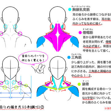 【小判流】頭と首と肩の描き方