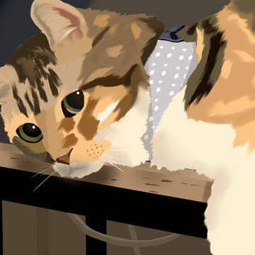 貓