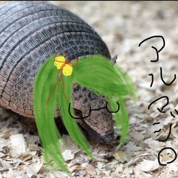 申し訳アルマジロ