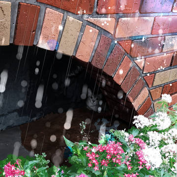 雨猫