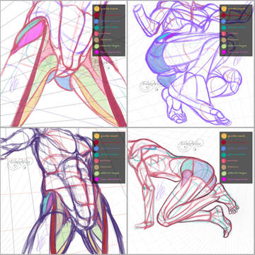 Hip study (male)