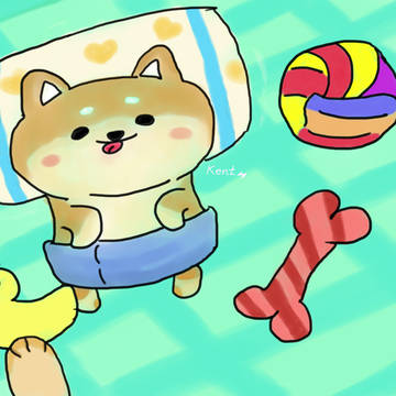 柴犬寶寶