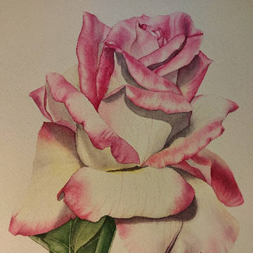 A rose