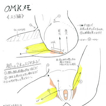 OMKメモ! (下半身の描き方)