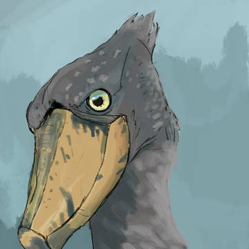 ハシビロコウ