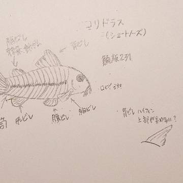 お魚覚書