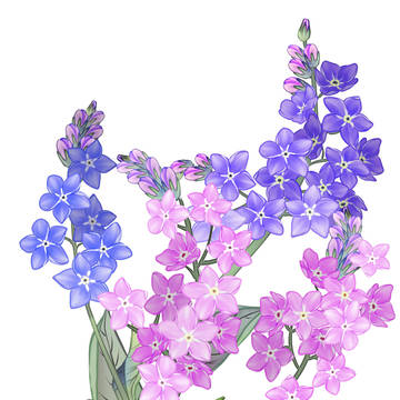 forget me not
