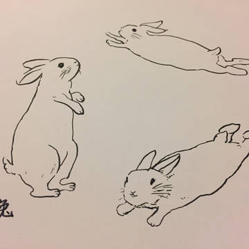 兔