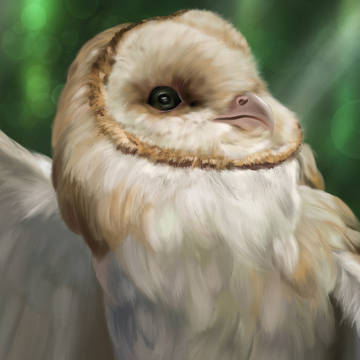 Barn Owl~