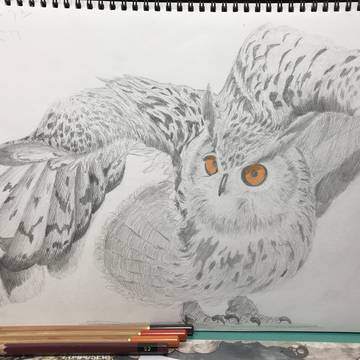 ベンガルワシミミズクさん
