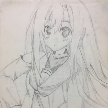 桂雏菊