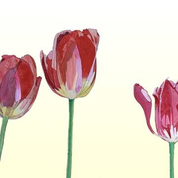 チューリップ