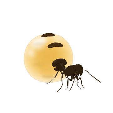 ミツツボアリ