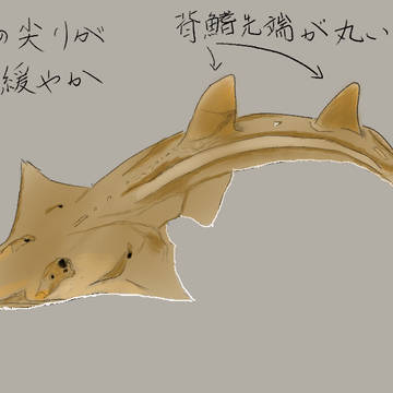 モノノケトンガリサカタザメの解説