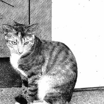 cat