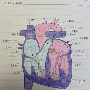 プチナースの国家試験ノート☆5