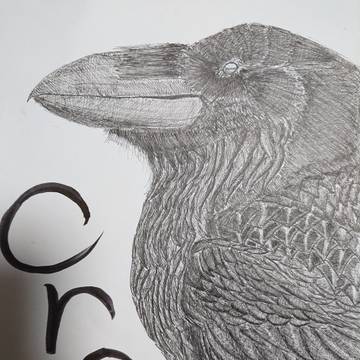 Crow