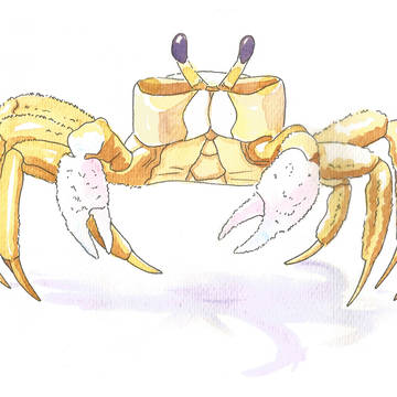 Little crab