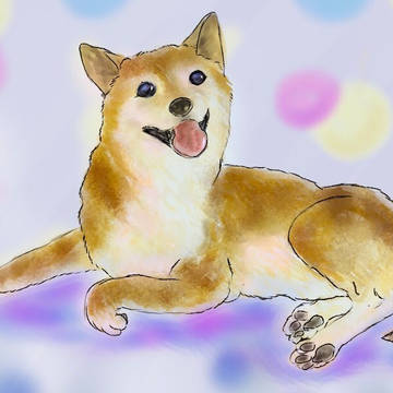 柴犬