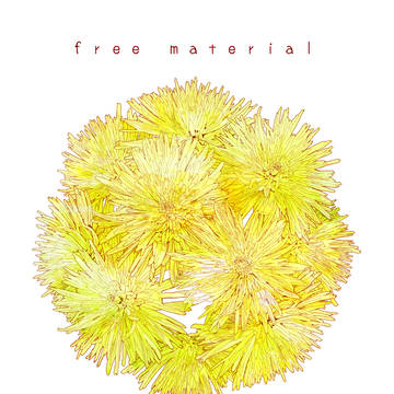 フリー素材＊ chrysanthemum