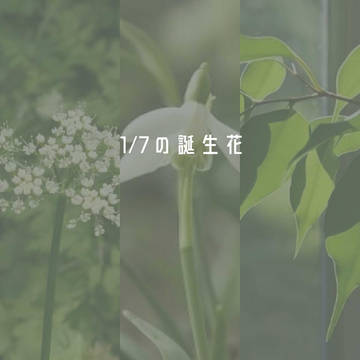 1月7日の誕生花