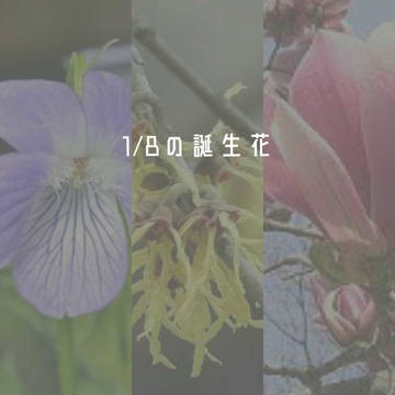 1月8日の誕生花