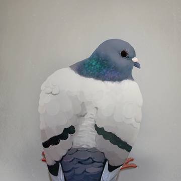 鳩の丸