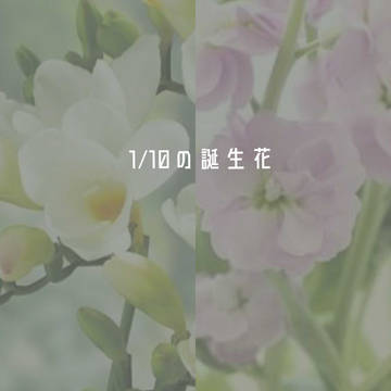 1月10日の誕生花