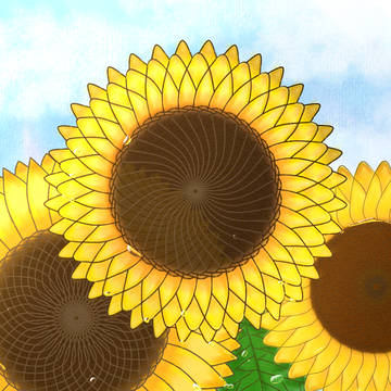 ひまわり