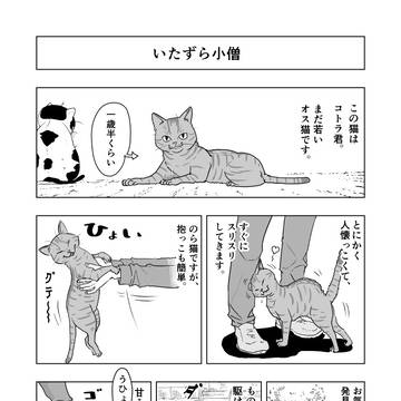 のら猫日記