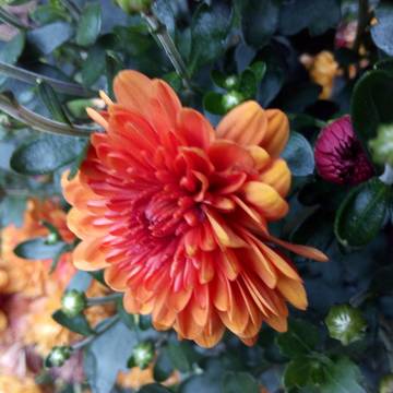 a random flowers