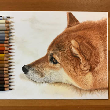 柴犬 ／ 色鉛筆画