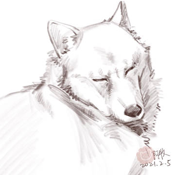うちの犬の寝相
