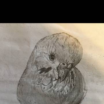 セキセイインコ模写