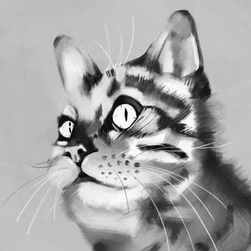 猫