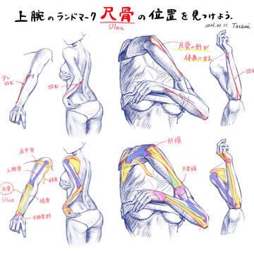 前腕のランドマーク「尺骨」