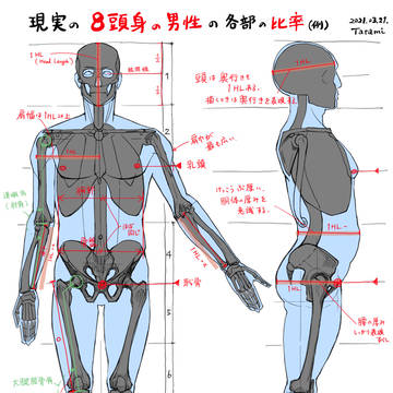 8頭身の男性の身体の比率(例)