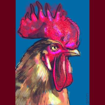 gallito