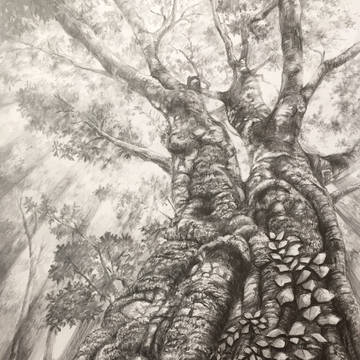 樹