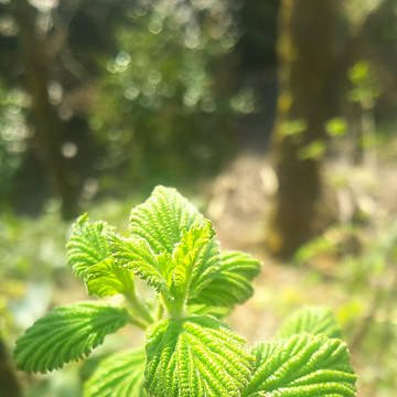 フリー素材 春