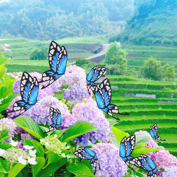 蝶と紫陽花