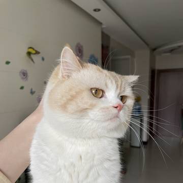 家里的猫#2
