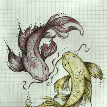 koi fish