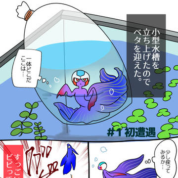 家の魚の話