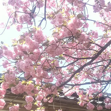 フリー素材  風景