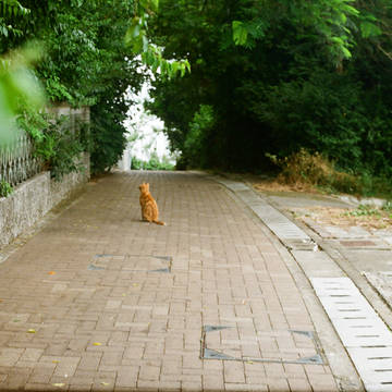 ねこ